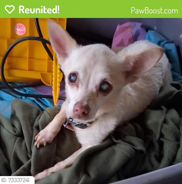 Reunited Female Dog last seen Oakland Avenue, Morganton, NC 28655