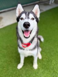 Shelter Stray Male Dog last seen , 29525 Agoura Rd, Agoura Hills, CA 91301, USA