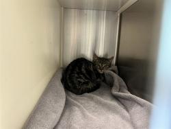 Shelter Stray Female Cat last seen Near BLOCK S MILLBURN, COLORADO SPRINGS CO 80906, 610 Abbot Ln, Colorado Springs, CO 80905, USA
