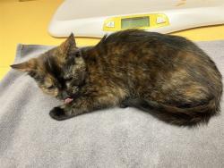 Shelter Stray Female Cat last seen Near BLOCK S MILLBURN, COLORADO SPRINGS CO 80906, 610 Abbot Ln, Colorado Springs, CO 80905, USA