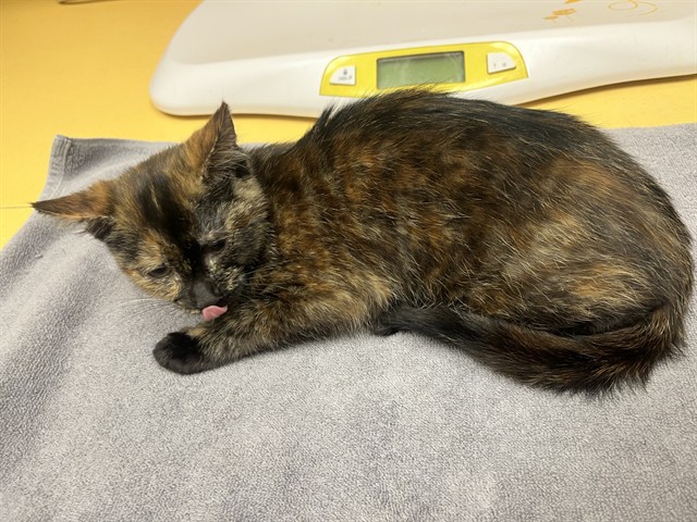 Shelter Stray Female Cat last seen Near BLOCK S MILLBURN, COLORADO SPRINGS CO 80906, 610 Abbot Ln, Colorado Springs, CO 80905, USA