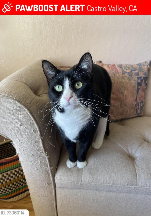 Lost Female Cat last seen Greenridge neighborhood, Castro Valley, CA 94552