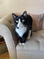 Lost Female Cat last seen Greenridge neighborhood, Castro Valley, CA 94552