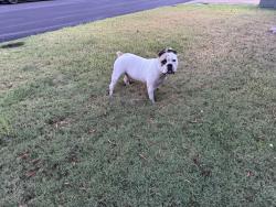 Found/Stray Male Dog last seen Port Douglas and Dirks Cairn, Memphis, TN 38018