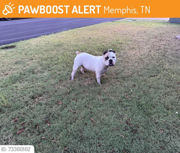 Found/Stray Male Dog last seen Port Douglas and Dirks Cairn, Memphis, TN 38018