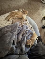 Lost Male Cat last seen Morningstar and living water, Edgewood, NM 87015