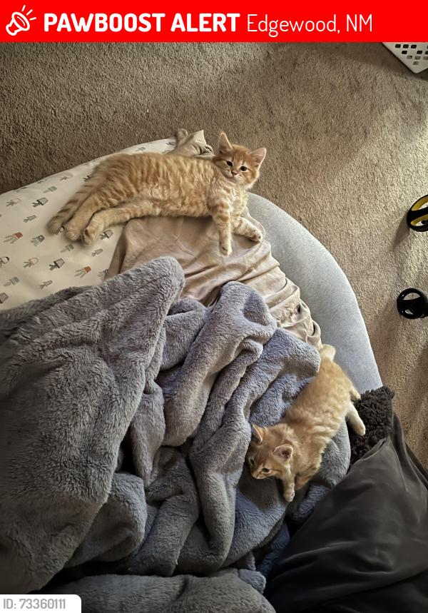 Lost Male Cat last seen Morningstar and living water, Edgewood, NM 87015