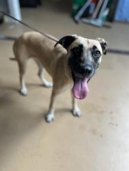 Shelter Stray Female Dog last seen SKYLINE DR AND PALM ST, 130 Beyer Way, Chula Vista, CA 91911, USA