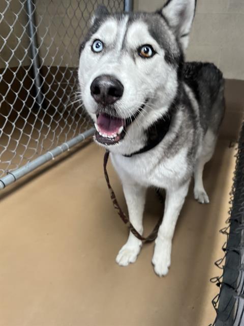 Shelter Stray Male Dog last seen L AVE AND E PLAZA BLVD, 130 Beyer Way, Chula Vista, CA 91911, USA