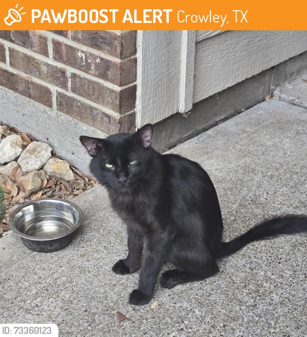 Found/Stray Male Cat last seen Near , Canoe, Crowley, TX 76036