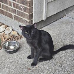 Found/Stray Male Cat last seen Near , Canoe, Crowley, TX 76036