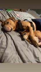 Lost Male Dog last seen By the firstation, New Troy, MI 49125