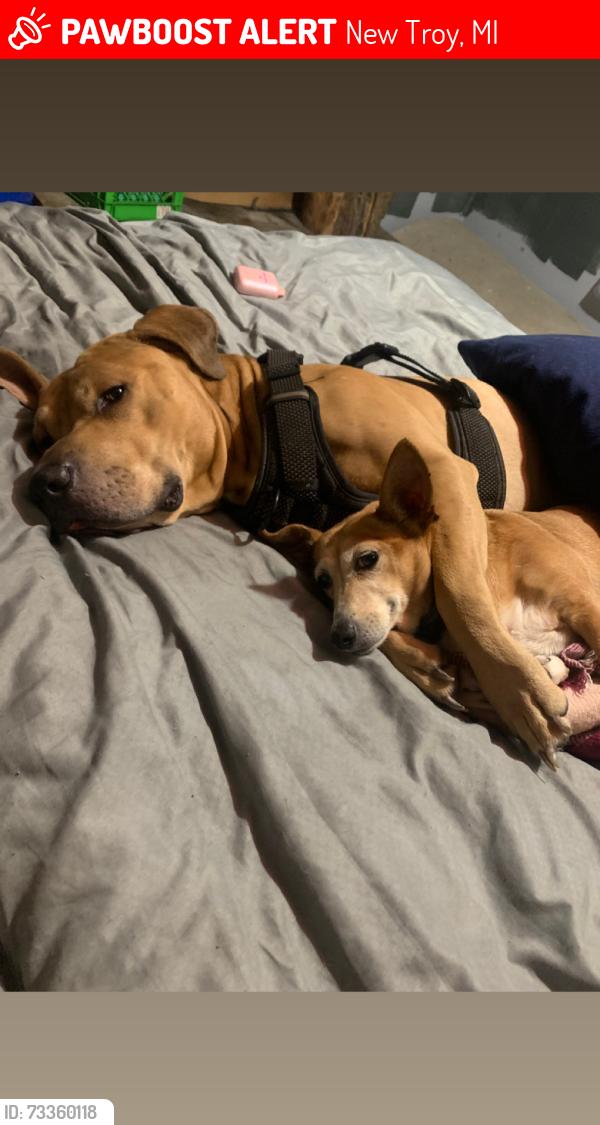Lost Male Dog last seen By the firstation, New Troy, MI 49125
