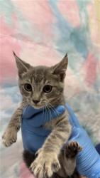 Shelter Stray Female Cat last seen NEIMAN WAY / BRADSHAW RD, 9150 Union Park Way, Elk Grove, CA 95624, USA