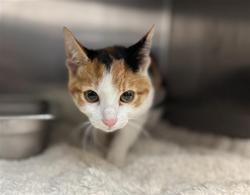 Shelter Stray Female Cat last seen Near BLOCK DE ANZA DR, SAN JACINTO CA 92583, 581 S Grand Ave, San Jacinto, CA 92582, USA