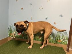 Shelter Stray Male Dog last seen , 38550 Sierra Hwy, Palmdale, CA 93550, USA