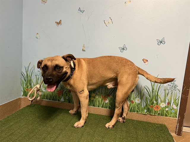 Shelter Stray Male Dog last seen , 38550 Sierra Hwy, Palmdale, CA 93550, USA