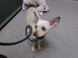 Shelter Stray Female Dog last seen Near BLOCK N GROVE ST, DENVER CO 80211, 1241 W Bayaud Ave, Denver, CO 80223, USA