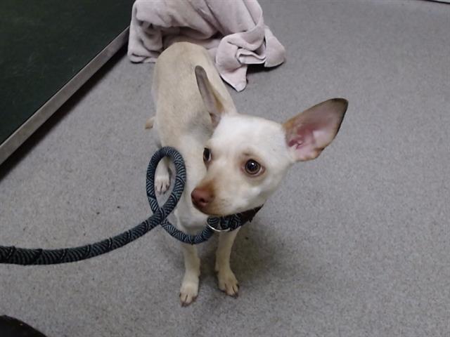Shelter Stray Female Dog last seen Near BLOCK N GROVE ST, DENVER CO 80211, 1241 W Bayaud Ave, Denver, CO 80223, USA