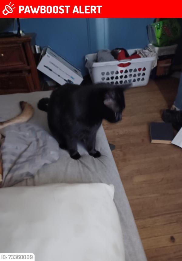 Lost Female Cat last seen McKellips between Ironwoid and Meridian, Apache Junction, AZ 85120
