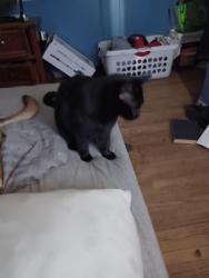 Lost Female Cat last seen McKellips between Ironwoid and Meridian, Apache Junction, AZ 85120