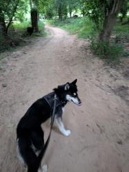 Lost Male Dog last seen Eastside Baptist church, Spartanburg, SC 29307
