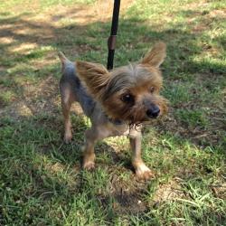 Shelter Stray Male Dog last seen Near BLOCK BLCK ATLANTIC AVE, LONG BEACH, CA 90806, 7700 E Spring St, Long Beach, CA 90815, USA