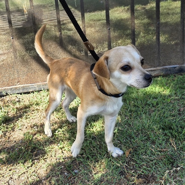 Shelter Stray Male Dog last seen Near BLK E SOUTH ST, LONG BEACH, CA 90805, 7700 E Spring St, Long Beach, CA 90815, USA