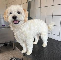 Shelter Stray Male Dog last seen , 11258 Garfield Ave, Downey, CA 90242, USA