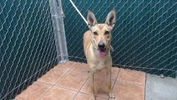 Shelter Stray Female Dog last seen , 11258 Garfield Ave, Downey, CA 90242, USA