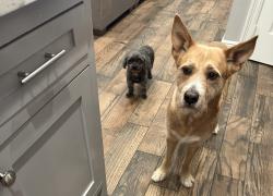 Lost Unknown Dog last seen Alvin bible church, Alvin, TX 77511