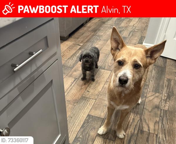 Lost Unknown Dog last seen Alvin bible church, Alvin, TX 77511