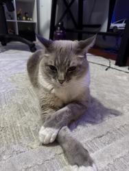 Reunited Male Cat last seen Loma Alta Dr, Santa Clara, CA 95051, USA, Santa Clara, CA 95051