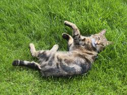 Lost Female Cat last seen Stone Road,Yaxham - heading down Stone Road towards Brakefield Green, Yaxham, England 