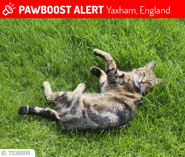 Lost Female Cat last seen Stone Road,Yaxham - heading down Stone Road towards Brakefield Green, Yaxham, England 