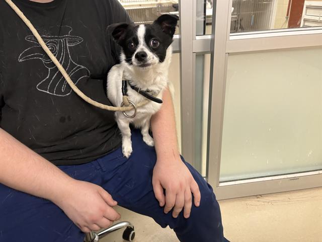 Shelter Stray Male Dog last seen Near BLOCK W NATIONAL AVE, 3839 W Burnham St, West Milwaukee, WI 53215, USA