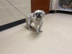 Shelter Stray Male Dog last seen Near BLOCK N 34TH ST, 3839 W Burnham St, West Milwaukee, WI 53215, USA