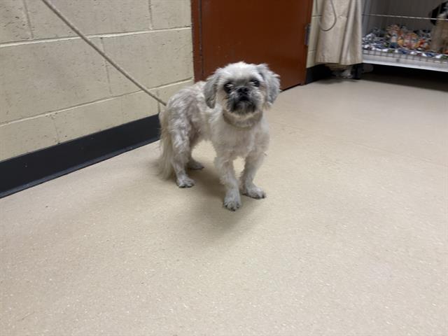 Shelter Stray Male Dog last seen Near BLOCK N 34TH ST, 3839 W Burnham St, West Milwaukee, WI 53215, USA
