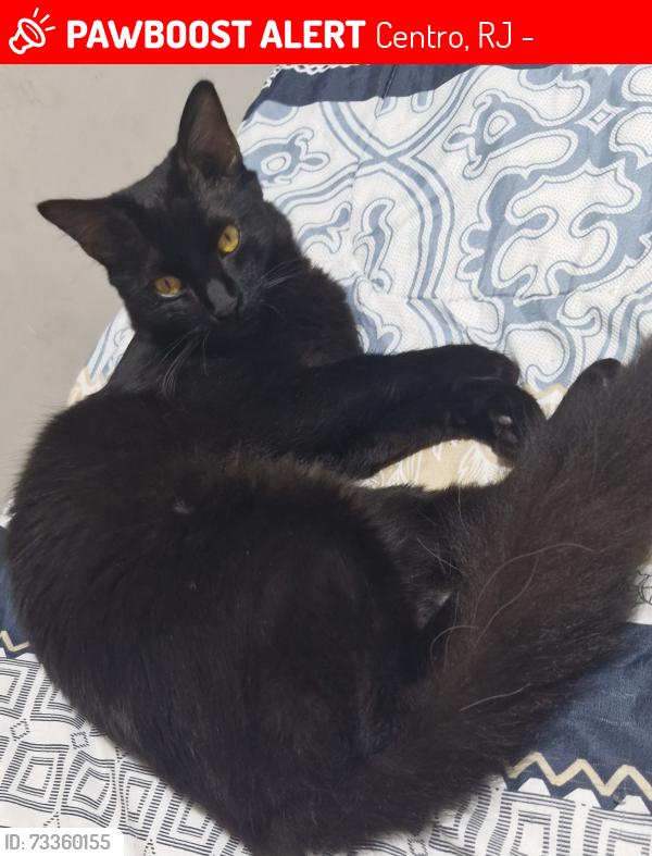 Lost Female Cat last seen Rua 13 de maio, Indaiatuba, Centro, RJ 44572-120