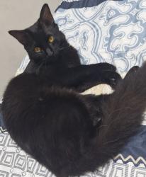 Lost Female Cat last seen Rua 13 de maio, Indaiatuba, Centro, RJ 44572-120