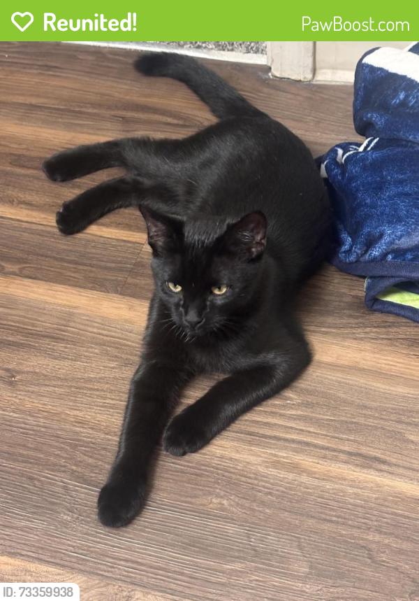 Reunited Male Cat last seen Gardella, Reno, NV 89512