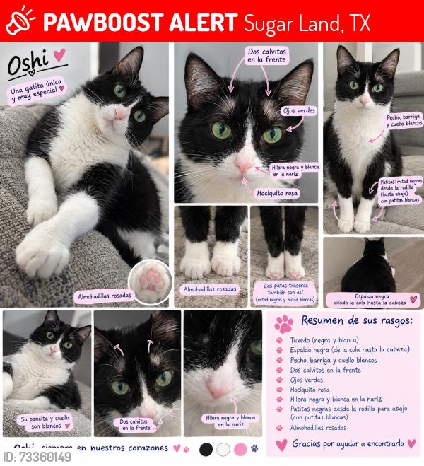 Lost Female Cat last seen West Bellfort, Sugar Land, TX 77498