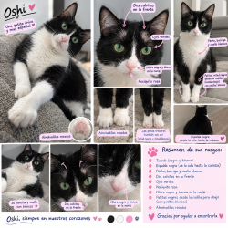 Lost Female Cat last seen West Bellfort, Sugar Land, TX 77498