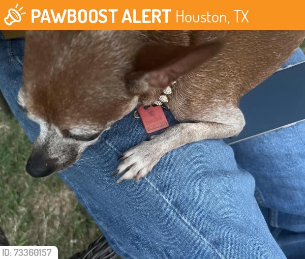 Found/Stray Female Dog last seen Hwy 8, Houston, TX 77048