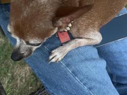 Found/Stray Female Dog last seen Hwy 8, Houston, TX 77048