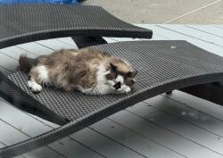 Lost Male Cat last seen Pharmacy and Huntingwood, Toronto, ON M1W 1J2
