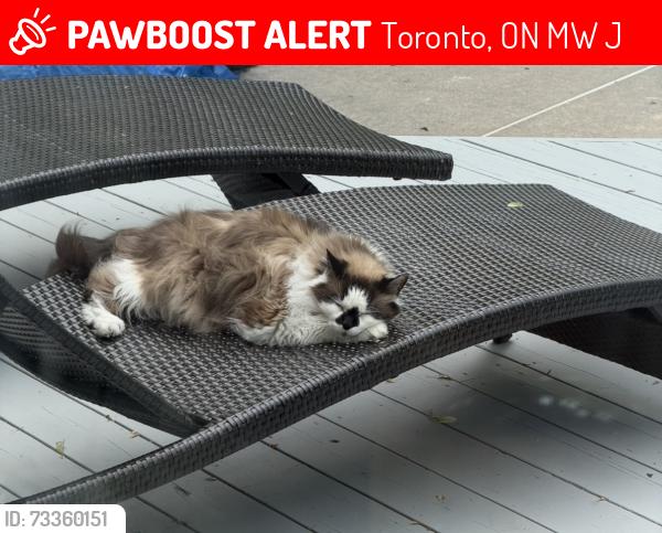 Lost Male Cat last seen Pharmacy and Huntingwood, Toronto, ON M1W 1J2