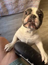 Reunited Male Dog last seen Elliot/ Mcqueen, Gilbert, AZ 85233