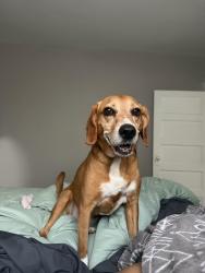 Reunited Female Dog last seen By Richardson or Lexington Ave, Greensboro, NC 27403