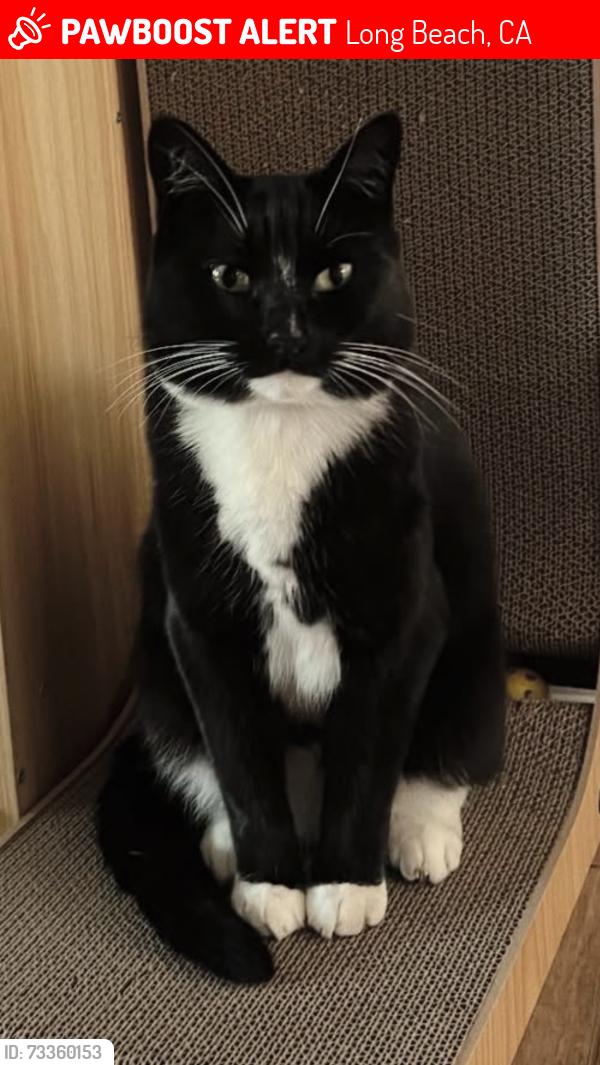 Lost Male Cat last seen Appleton st and Esperanza Ave Long Beach, Long Beach, CA 90802